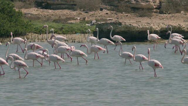 Flamingos in a conservation park