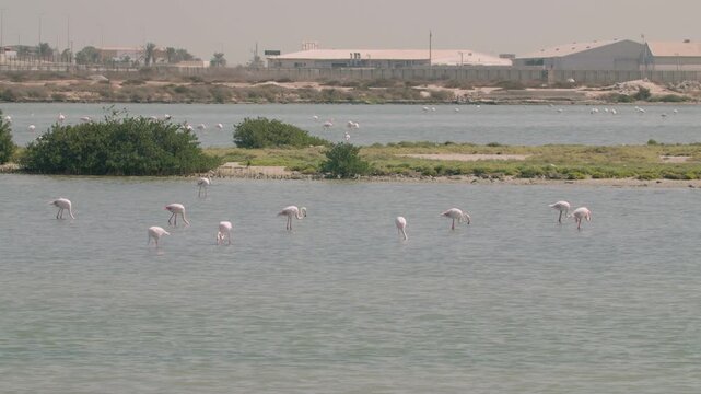 Flamingos in a conservation park
