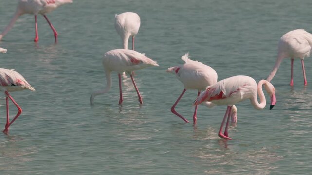Flamingos in a conservation park