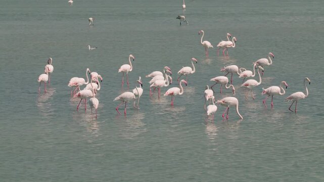 Flamingos in a conservation park