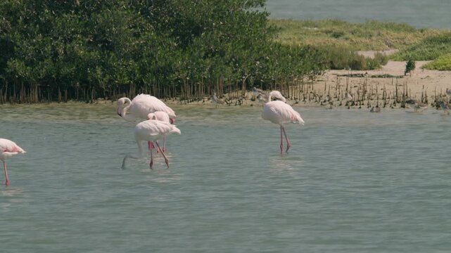 Flamingos in a conservation park