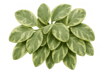 Variegated houseplant with green and cream leaves for indoor gardening and home decor on transparent background