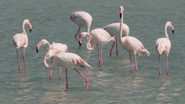 Flamingos in a conservation park