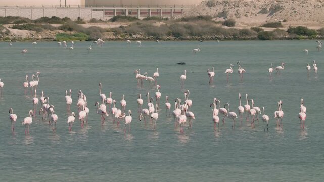 Flamingos in a conservation park