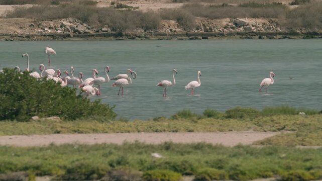 Flamingos in a conservation park
