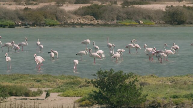 Flamingos in a conservation park