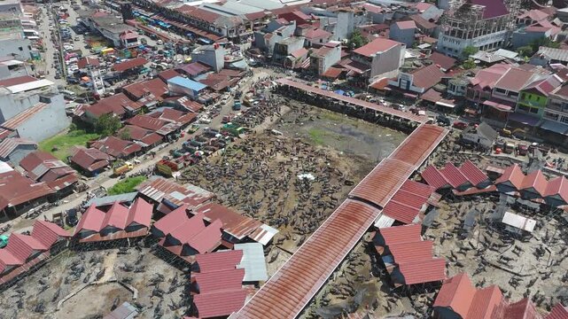 Cinematic drone footage capturing a traditional buffalo market in Toraja, Indonesia. Shows cultural livestock trading linked to funeral rituals, rural economy, and authentic Indonesian heritage