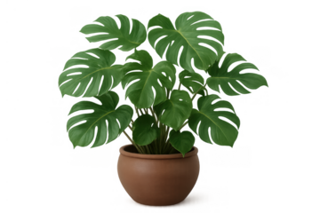 Monstera plant in a brown clay pot, showing lush green leaves, tropical botany. Ideal for home decor or graphic design
