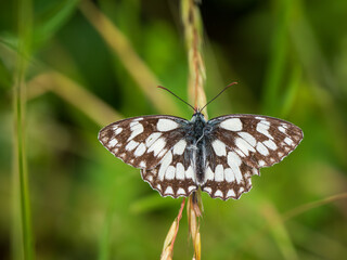 Marbled White Butterfly Resting. Wings Open.