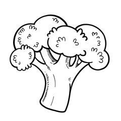 Big fresh broccoli floret linear drawing on white background