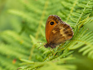 Fototapeta premium Gatekeeper Butterfly On a Fern