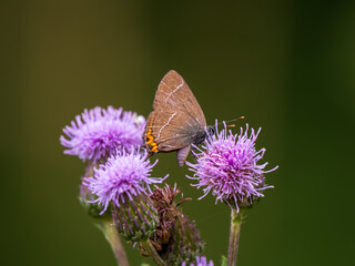 White-letter Hairstreak on Creeping Thistle