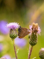 White-letter Hairstreak
