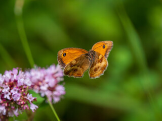Gatekeeper Butterfly On a Marjoram Flower