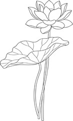 Elegant line art illustration of blooming water lilies and buds