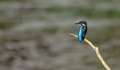 Obraz premium Rear view of a Kingfisher, Nottinghamshire England 