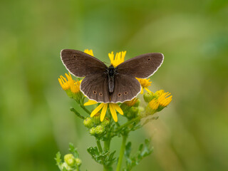 Ringlet Butterfly Feeding on Ragwort