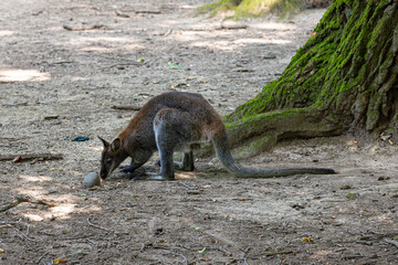 Kangaroo sniffing ground searching for food