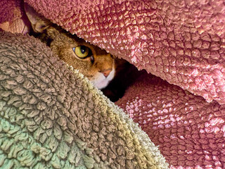 A cat looks out from a hole between two towels.