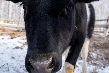 A close-up of a black and white cow's face against a winter landscape, taken with a wide-angle lens