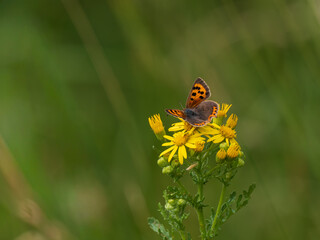 Small Copper Butterfly Feeding on Ragwort