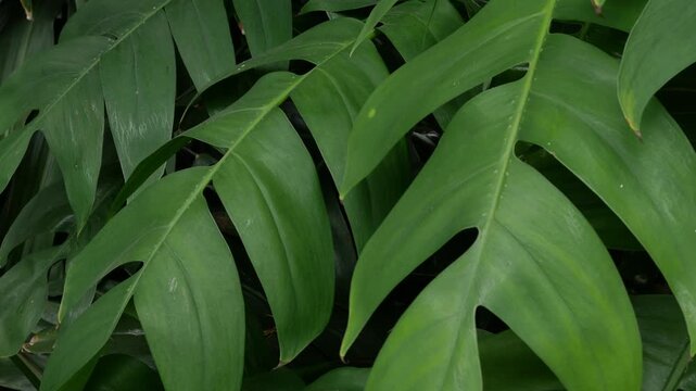 Close up texture of lush green tropical split leaves in rainforest garden, natural foliage background and botany ecology concept.