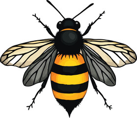 Vector art of a detailed illustration of a bee flying, isolated on white background