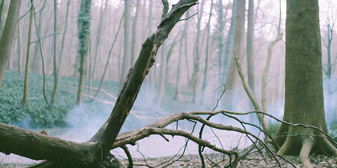 Mist Among the Fallen Trees