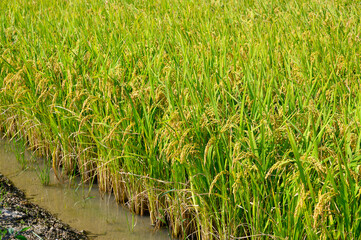 Korean traditional rice farming. Autumn rice field landscape. Korean rice paddies.Rice field and the sky in Ganghwa-do, Incheon, South Korea.