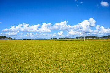 Korean traditional rice farming. Autumn rice field landscape. Korean rice paddies.Rice field and the sky in Ganghwa-do, Incheon, South Korea.