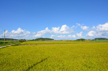 Korean traditional rice farming. Autumn rice field landscape. Korean rice paddies.Rice field and the sky in Ganghwa-do, Incheon, South Korea.