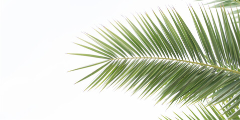 Obraz premium Hoja de palmera