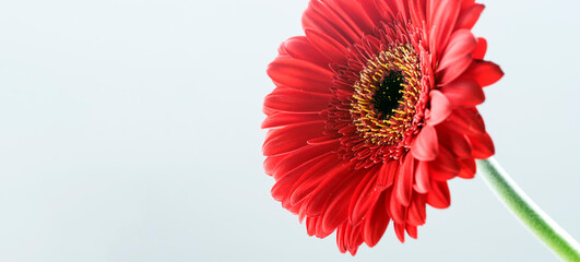 Gerbera roja