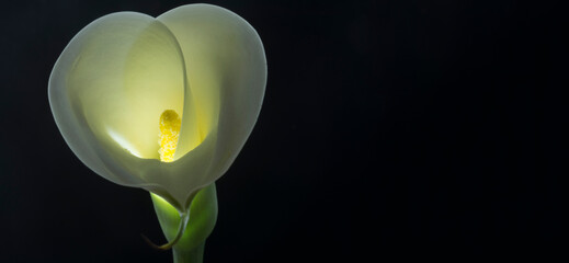 Calla iluminada