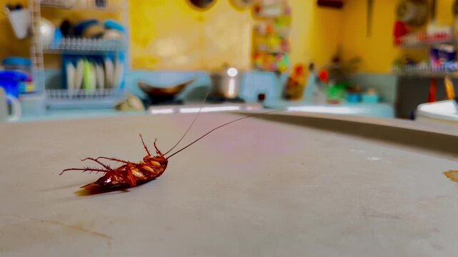 Pest Control Concept: Dying Cockroach in Domestic Environment