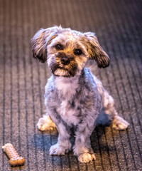 boomer puppy sitting on the floor