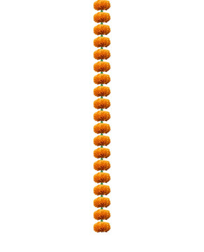 Vertical Marigold Flower Garland PNG | Orange Genda Phool Mala Isolated | Traditional Hindu Puja Decoration Floral String PNG for Festival and Temple Design