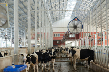 Dairy cows and calves thriving in a modern barn, benefiting from advanced ventilation systems managing heat stress, showcasing animal welfare in industrial agriculture premises