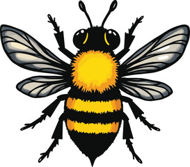 Vector art of a detailed vintage illustration of a bee with yellow and black stripes, isolated on white background