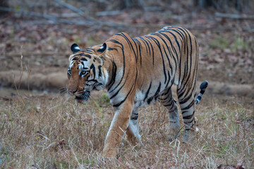 Fototapeta premium Benga tiger in the wild