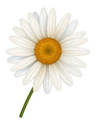 Fototapeta premium Close-up view of a vibrant daisy flower against white background