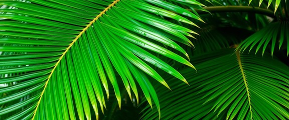 Graceful Fiji fan palm fronds, lush green foliage, tropical texture,  plant,   outdoor