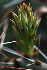 Prickly pear cactus bud in macro closeup during spring season in Texas natural environment.