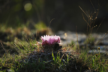 Horse crippler cactus with pink bloom during spring season in Texas natural field.