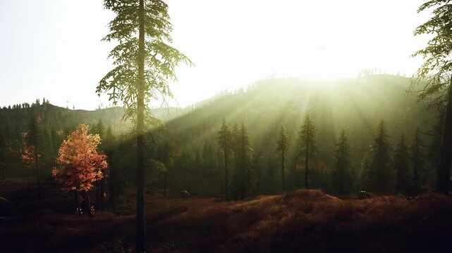 golden ridge with backlit pines and single glowing tree soft rays slice through mist, creating cinematic composition for lifestyle, meditation and outdoor