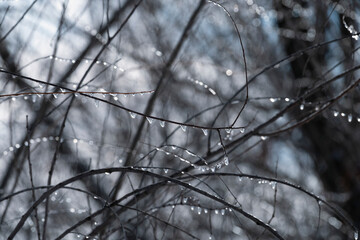 Ice on branches during freezing cold winter weather.