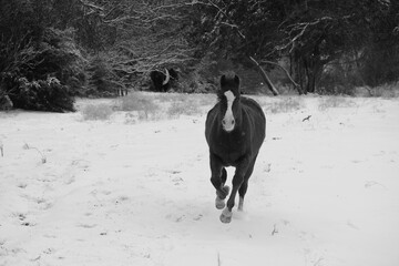 Horse galloping through winter snow in Texas ranch field, black and white scene.