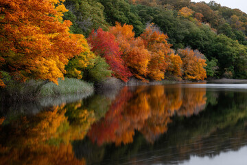 Autumn forest and lake.