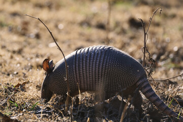 Nine-banded armadillo in winter season Texas field, natural wildlife view.