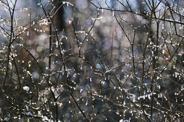 Winter weather concept shows ice on bare branches of plants in nature closeup.